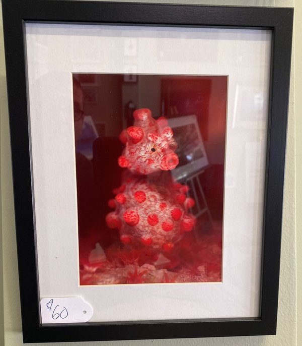 Red Pygmy Seahorse - Framed Photograph