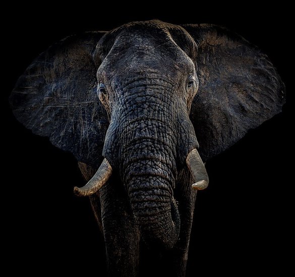 MARK GILLIE — ONLY ELEPHANTS NEED TUSKS